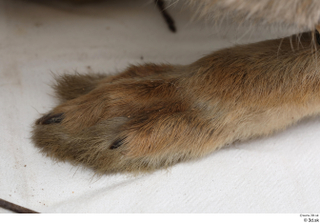 Hare  1 foot 0016.jpg